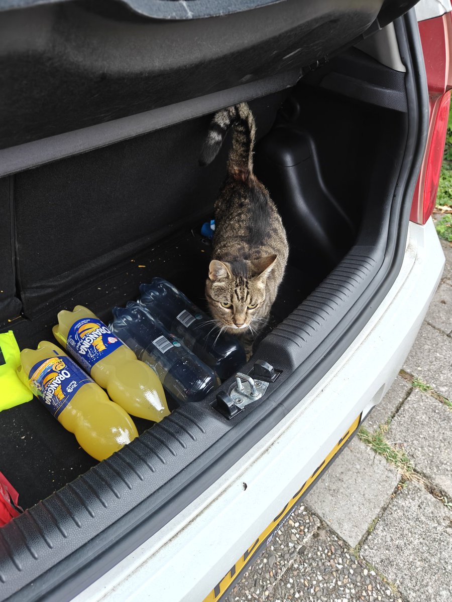 Personeel heeft vakantie. Daar gaat mijn vrijheid. Wordt opeens telkens op de foto gezet 😭#catsoftwitter