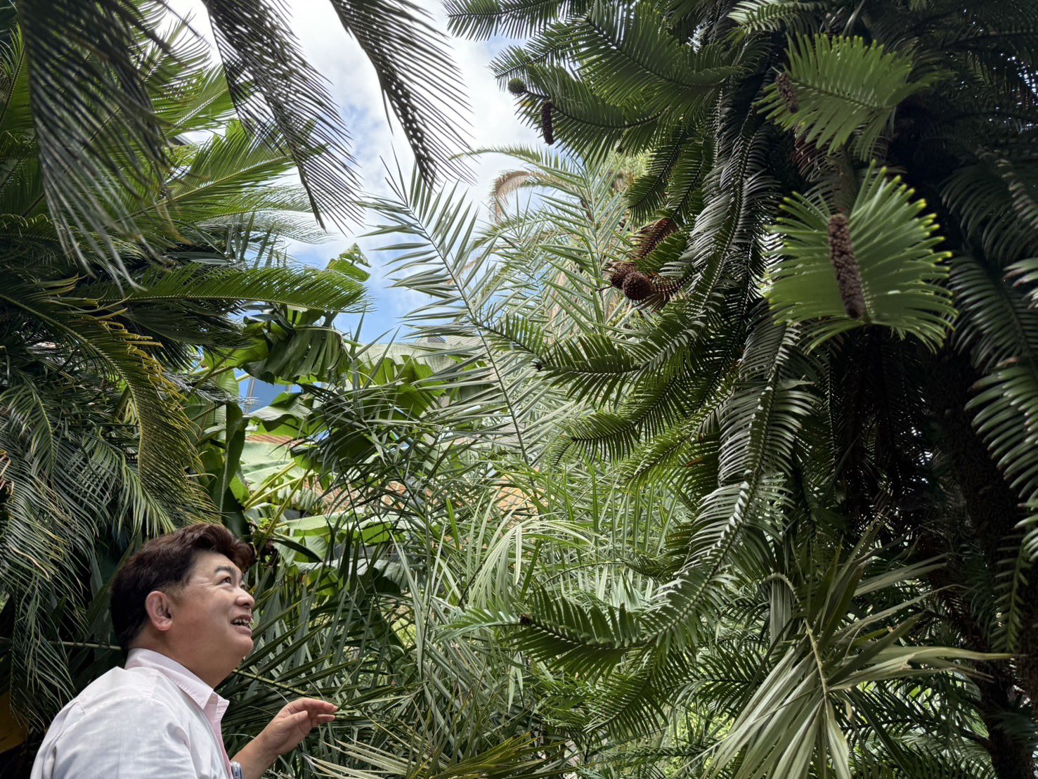 ロメオ種子 発芽 参考画像 発芽報告一覧ページ