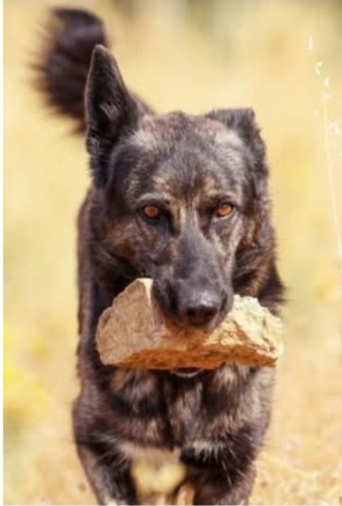 🟣KIRA🟣
Una perra DIEZ

Triste y estresada
en la PERRERA 
#Madrid