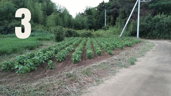 ohmomo102's tweet photo. つくばの大豆畑3区画です。
3か所とも草ぼうぼうにしてしまったのですが、14日15日で2か所は草刈り後中耕し畑らしくしました。一か所はほとんど発芽もしなかったので夏休み最後にトラクターをかけます。3か所とも同じ状態だったとは思えません。とりあえず一安心です。 https://t.co/ssAmlgap4B