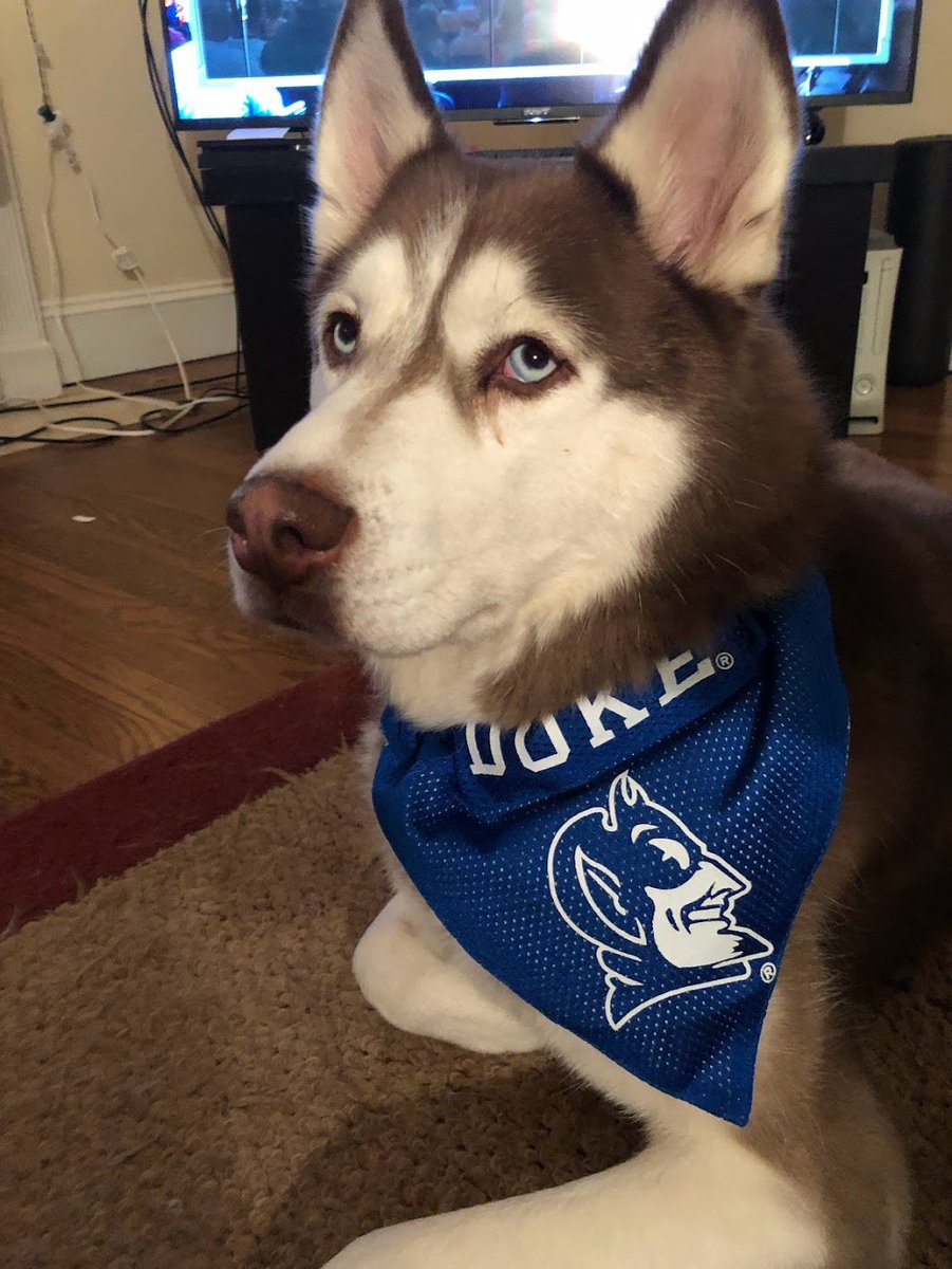 KodiakSplash's tweet photo. Yesterday morning, after almost 12 years, I lost my best friend. Words can't describe what he meant, the lessons he taught, and the person he helped shape me into—from college, moving 1000 miles from home, countless road trips, and experiences. I'll love you forever, Kodiak. https://t.co/rp3RL6oXe0