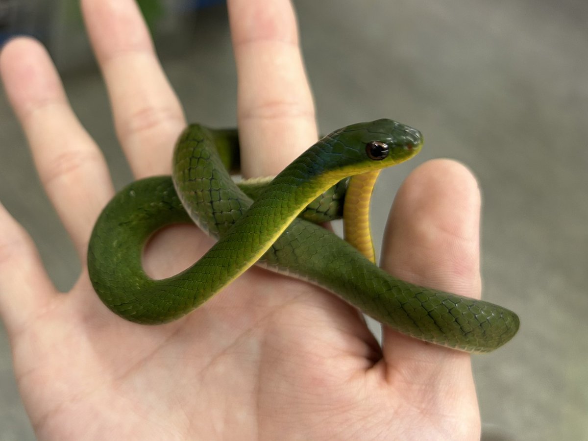 ペポニ@リミックス みなと店 tweet media