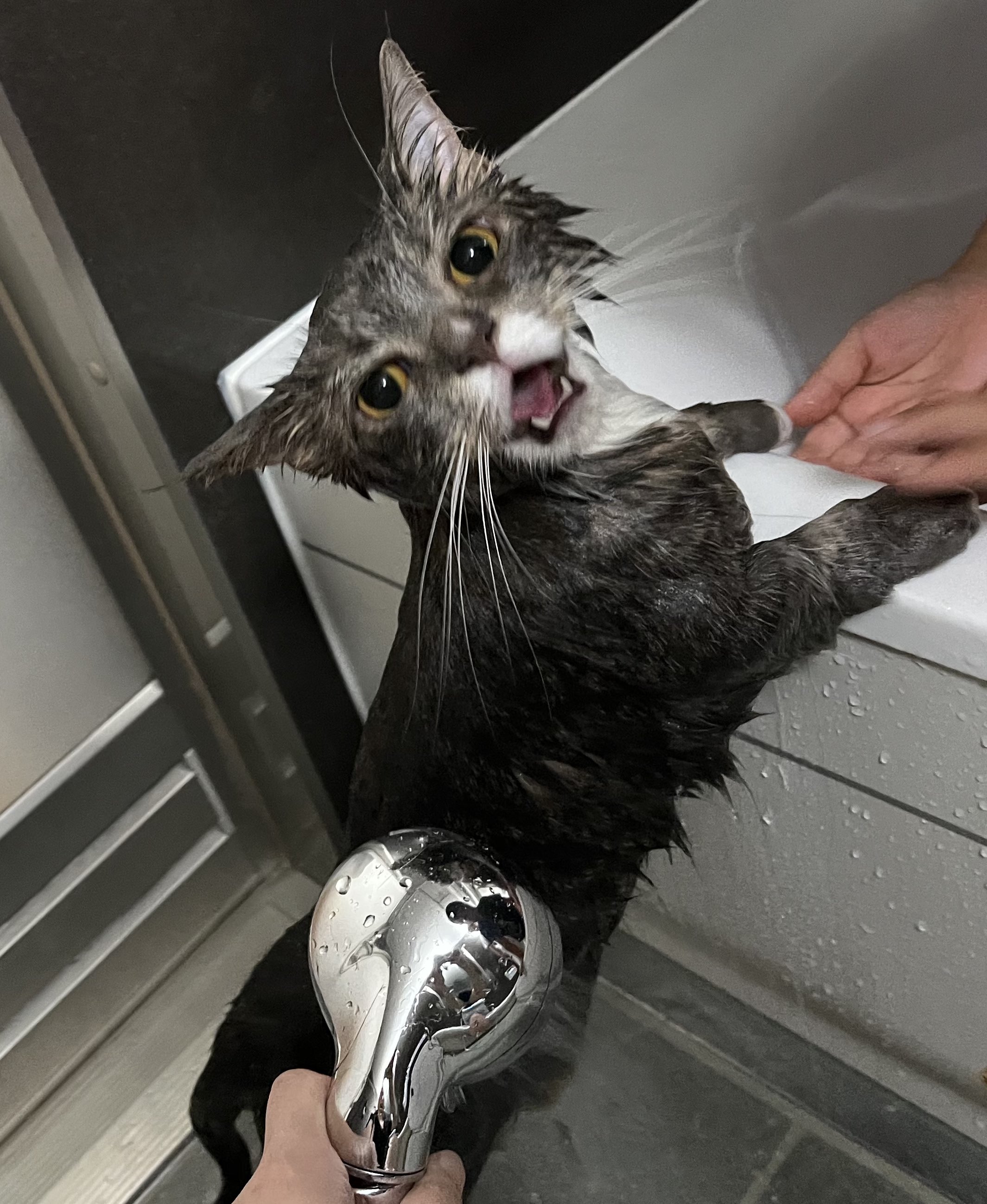 ラム猫様 🐾ラム@極短マンチカン🐾 (@ram20210716) / X