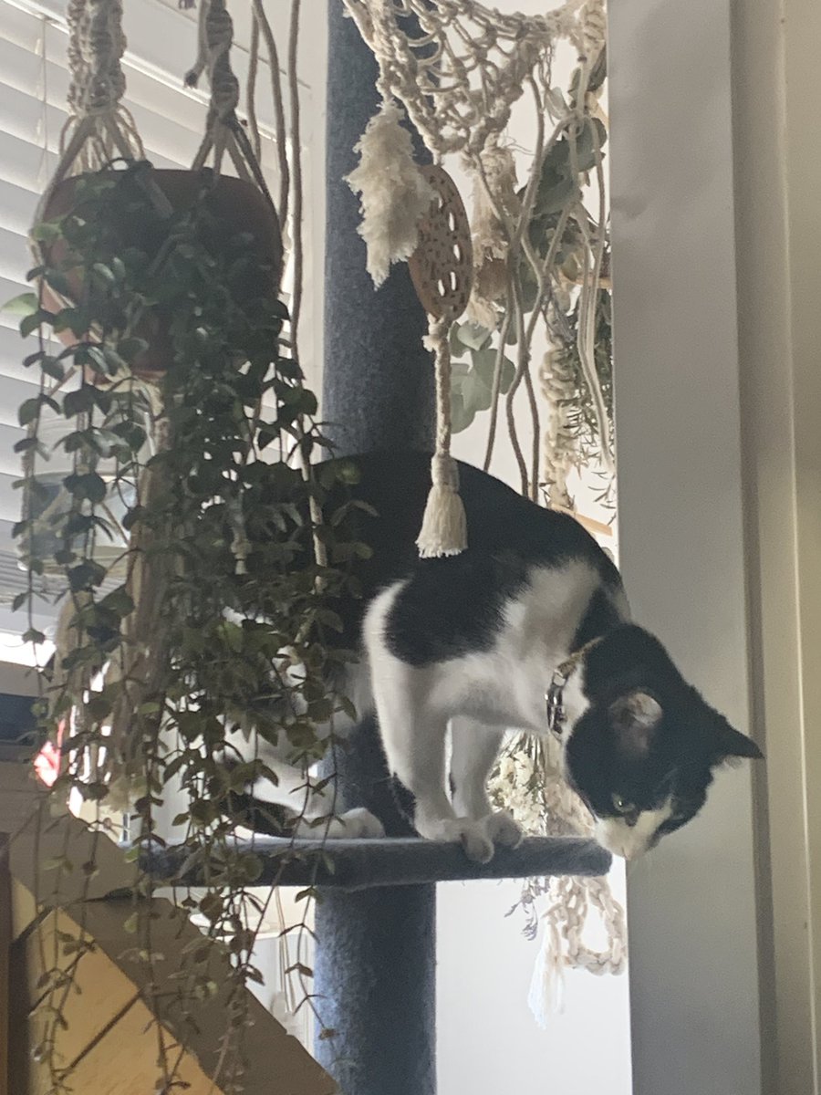 Naddleslee's tweet image. #LittleMiss My #KittyCat