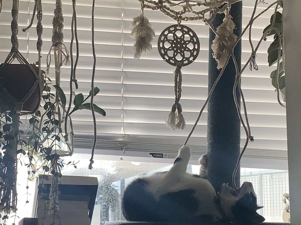 Naddleslee's tweet image. #LittleMiss My #KittyCat