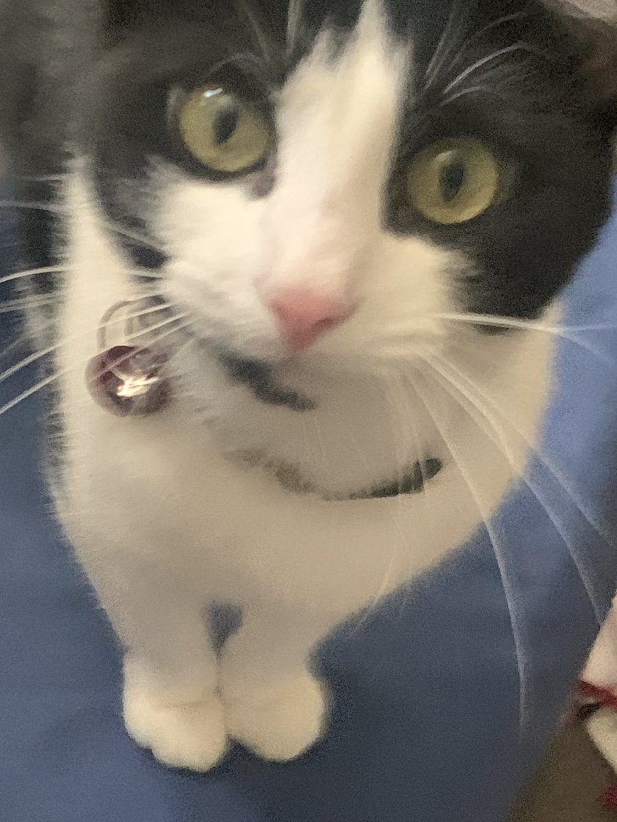 Naddleslee's tweet image. #LittleMiss My #KittyCat
