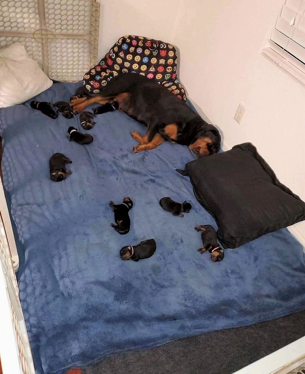 twaniimals's tweet photo. https://t.co/PnjnW24rnq