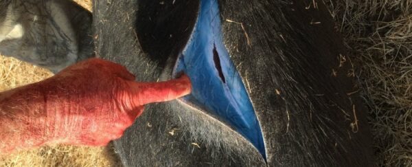 jaminjack's tweet image. .
Wild Pigs Turn 'Neon Blue' in California, Triggering Warnings

NATURE
16 August 2025

Diphenadione a Rodenticide dyed blue for identification is one of the poisons that is turning the flesh blue in wild pigs and other game animals