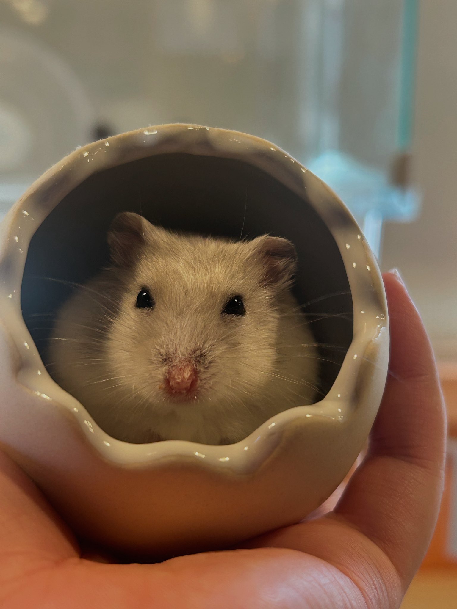 ハムスターさん専用　参考写真 ハムスターカフェ mogumogu on X: 
