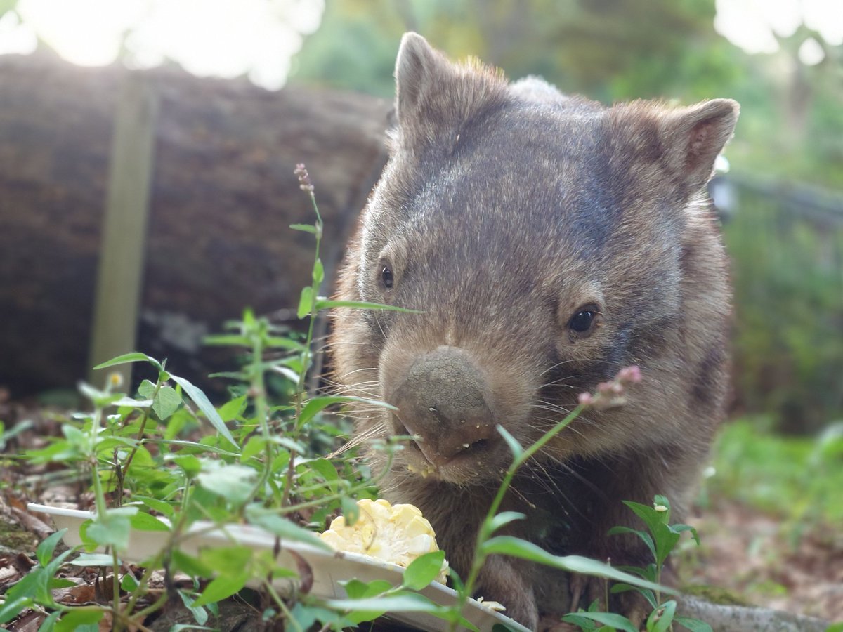 柿チョコ (@usxDxMXjk180866) / X