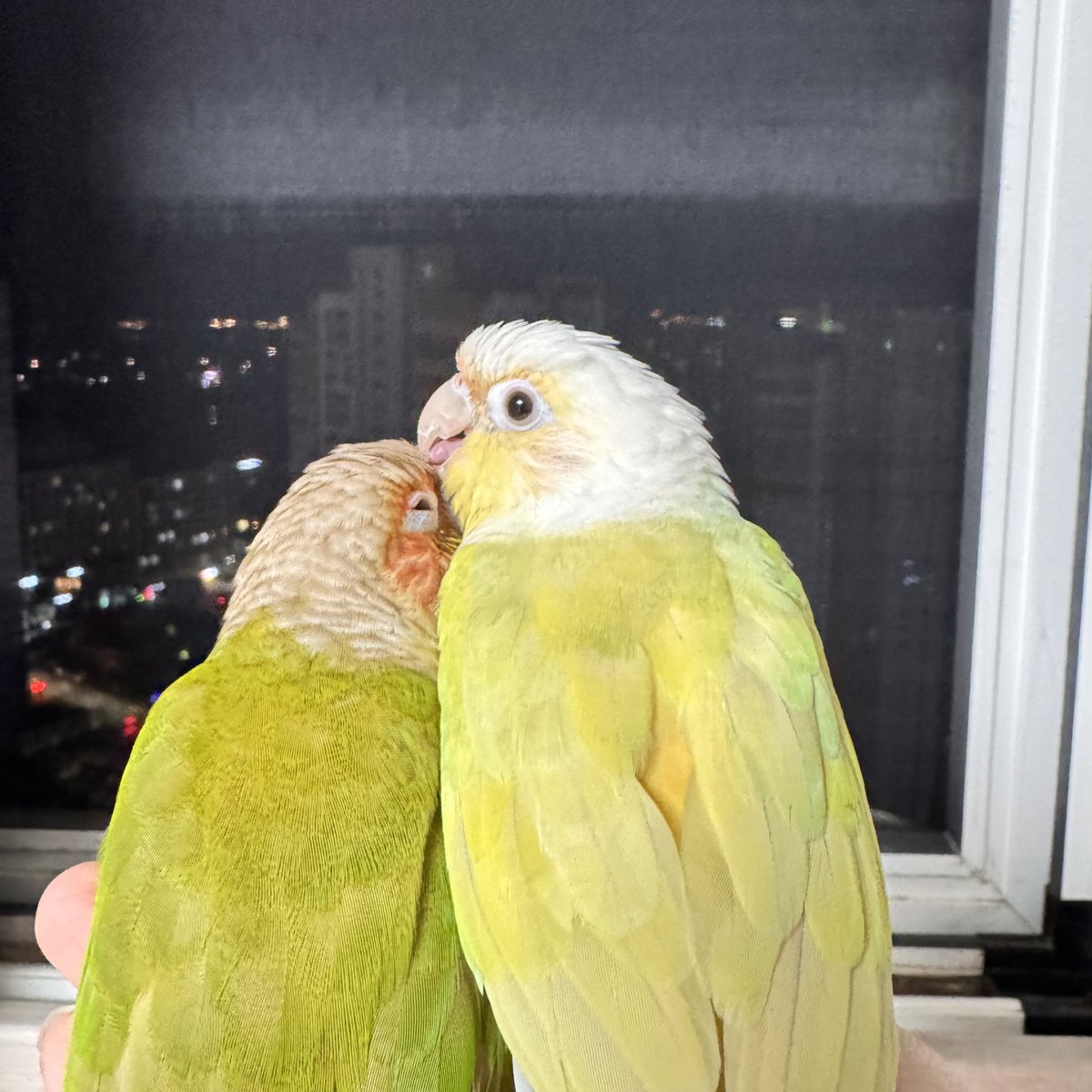 Cherry🐤Hari🐤 (@happyconures) on Twitter photo 