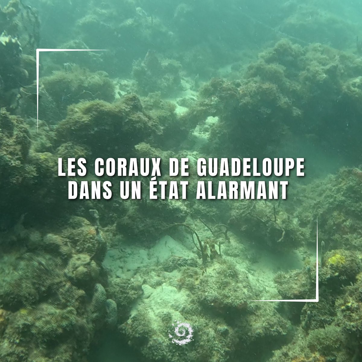 Parc national de la Guadeloupe tweet media