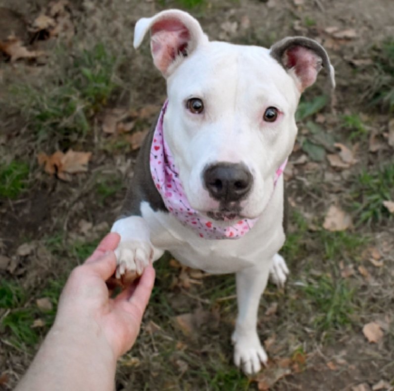 MorgFairsdogs's tweet photo. Rylee 13115
#NYCACC
Rylee's adopter has returned her to the shelter
She is an adorable 8 yr old
Calm, loyal & friendly
Needs all adult home as solo pet
Let's find her a good home for her golden years!
https://t.co/K278YLGv2q
#Pledge4Rescue #foster #adopt https://t.co/jcGK8mSair