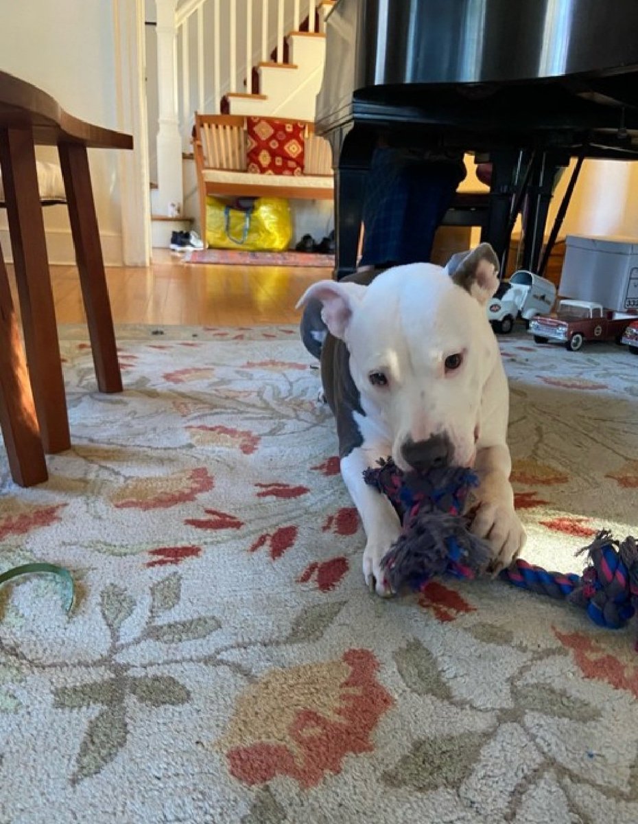 MorgFairsdogs's tweet photo. Rylee 13115
#NYCACC
Rylee's adopter has returned her to the shelter
She is an adorable 8 yr old
Calm, loyal & friendly
Needs all adult home as solo pet
Let's find her a good home for her golden years!
https://t.co/K278YLGv2q
#Pledge4Rescue #foster #adopt https://t.co/jcGK8mSair