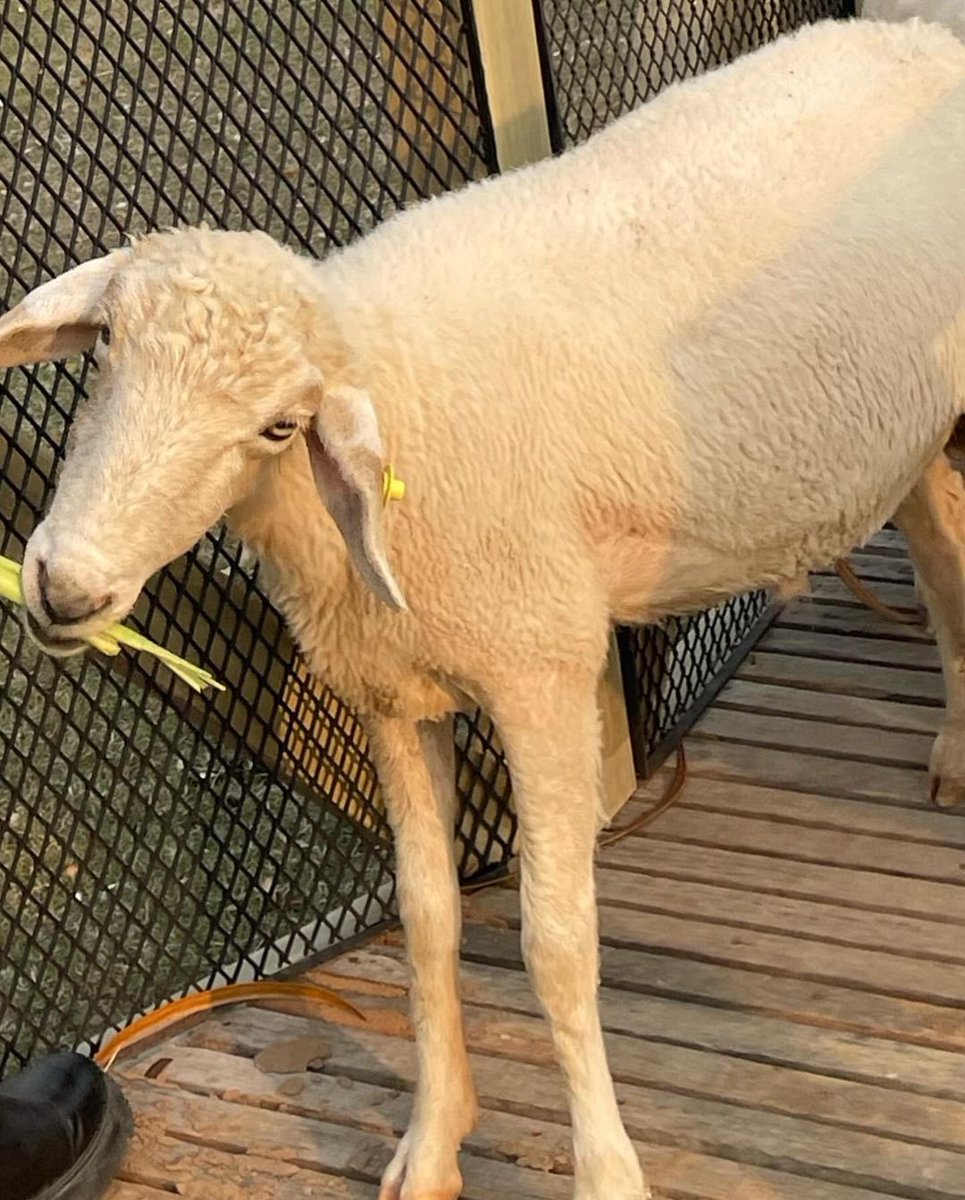reducgly's tweet photo. @TamagoPost @ShoutOCs ㅤㅤㅤ
Saka, 2002.
Jualan sayur sama kambing. Kamu mau beli ga? 
ㅤㅤㅤ https://t.co/vKMkCK72aQ