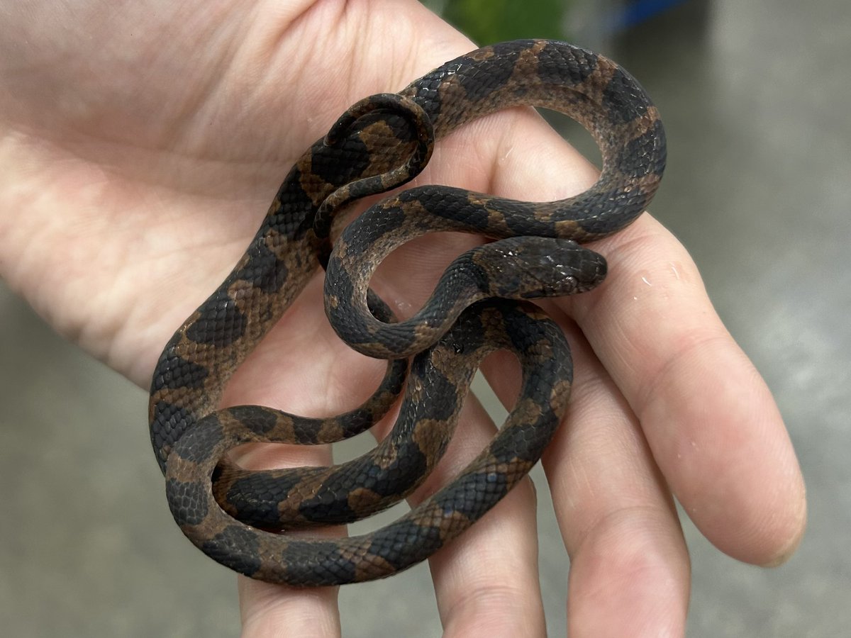 ペポニ@リミックス みなと店 tweet media