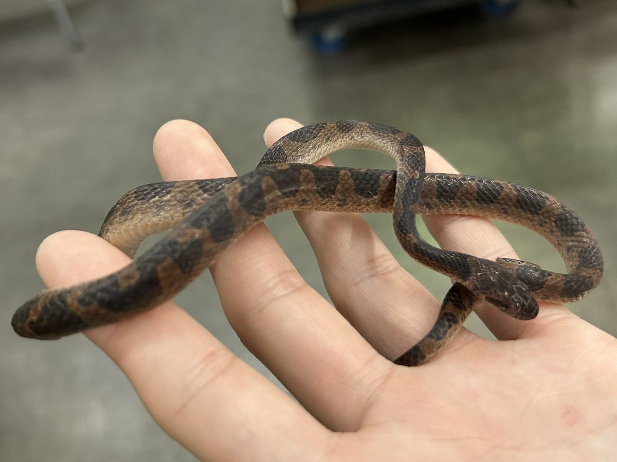 ペポニ@リミックス みなと店 tweet media