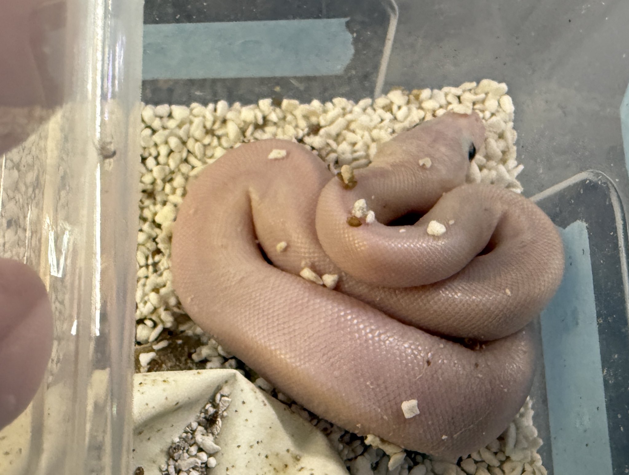 ボールパイソンケージ　K's Shop様 ボールパイソンケージ K's Shop様 ボールパイソンケージ K's Shop様 2