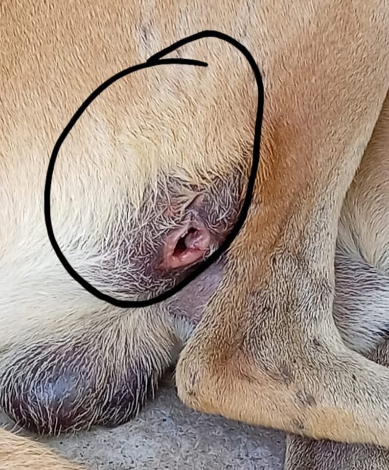 #urgente 
#emergenciacanina 
Necesitamos de su apoyo por favor 🙏 
Alguien que nos pueda donar pastillas credelio???
Estos perritos las necesitan!!!
Uno esta en Lourdes y el otro en Ilopango
Formas de contactar para ayuda :DM,  WhatsApp +503 7754 4901 con Lys