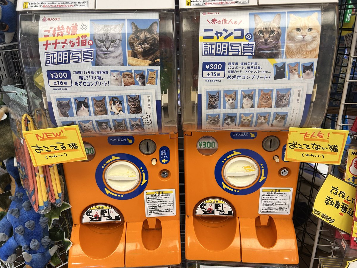 証明写真ガチャ】最新作❣️📸 ご機嫌ナナメな猫の証明写真入荷しま