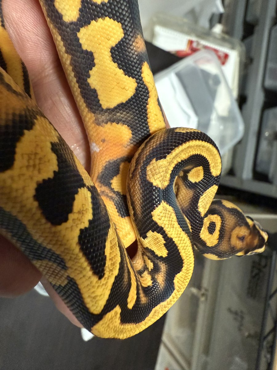 ⭐︎使用回数:1回⭐︎超美品 早い者勝ち fabulous - Search / X