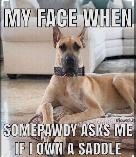 Great Dane lovers United (@DaneLoverUnited) / Posts / X