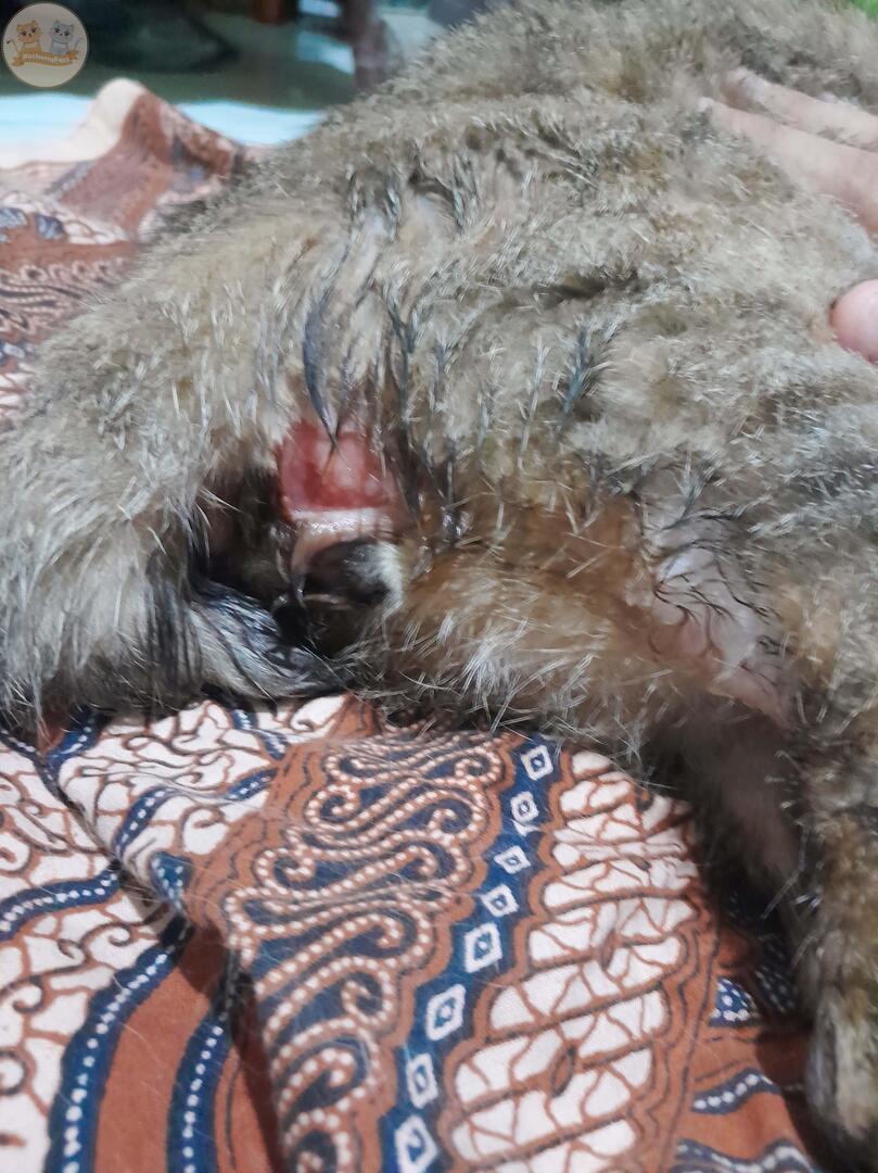 kochengfs's tweet image. Guys kcg! ada luka gini, ini abses yg udah pecah ya? ini penanganannya gimana ya? dia nih abis lahiran kmrn, kmrn masih aman aja tp pagi ini baru keliatan ada luka gitu