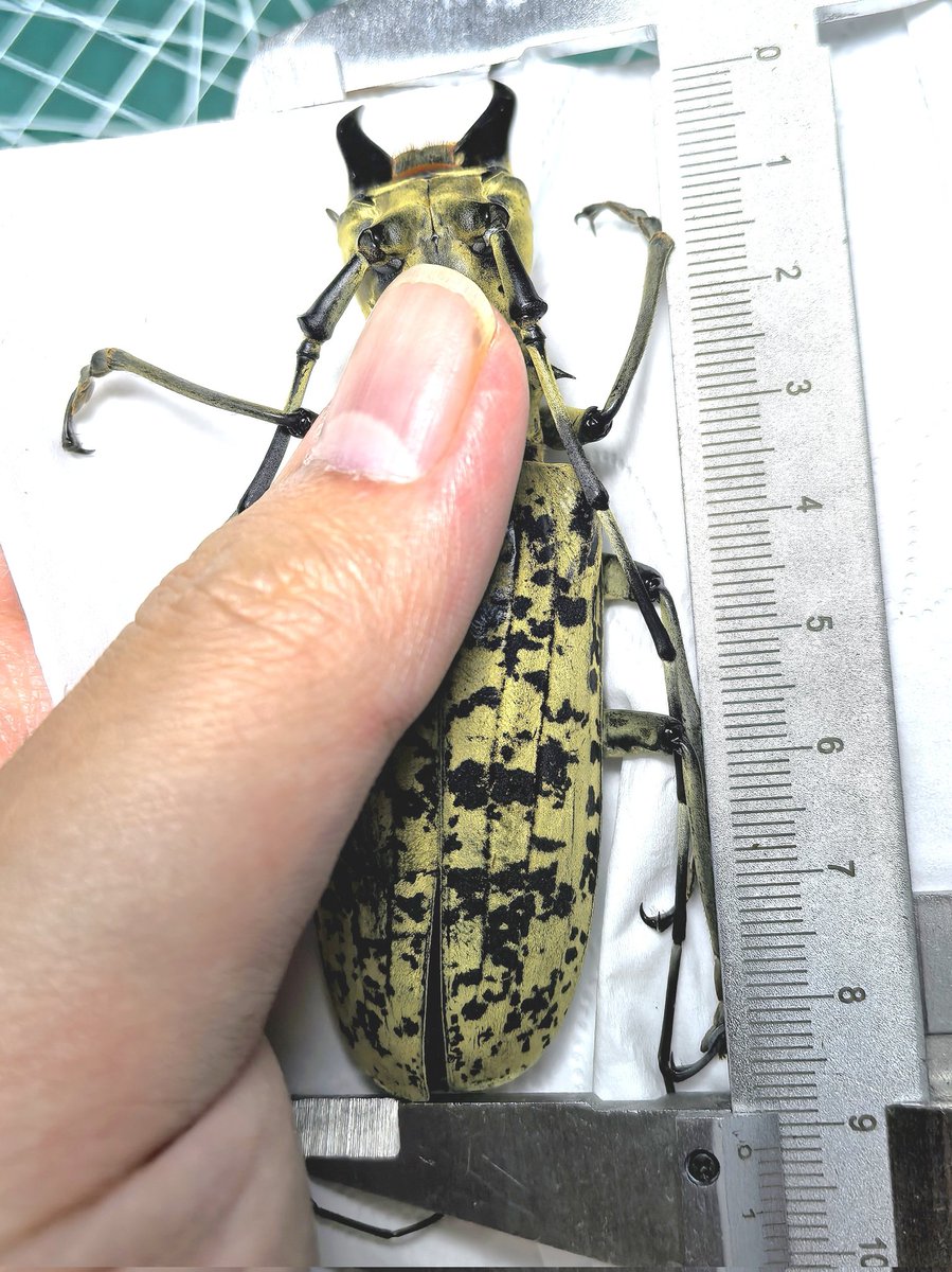 阿鸡Aji tweet media