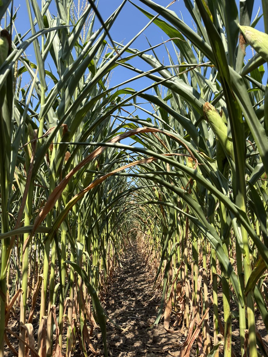 Please send rain 🙏🥺 #ontag