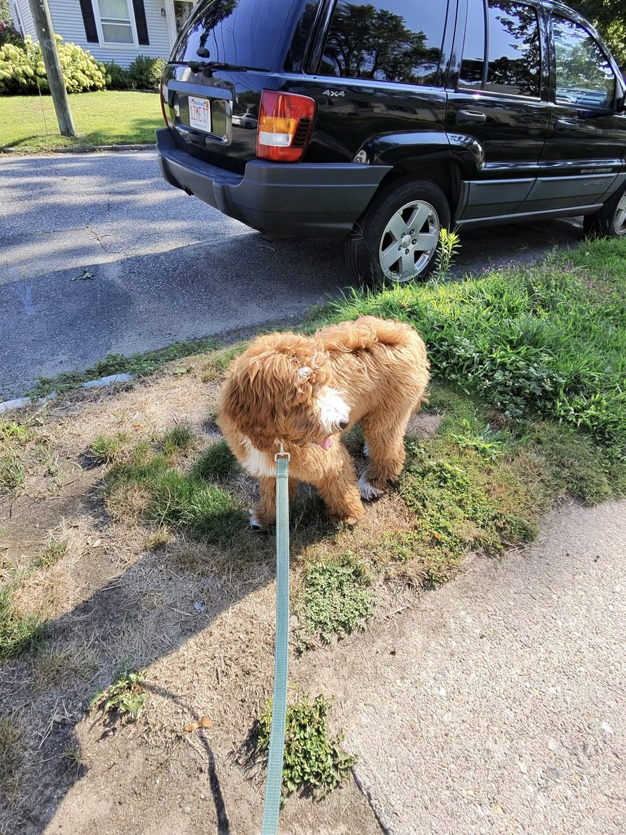 maxup1st's tweet photo. #dog #meta https://t.co/Vt0CDw3GgC