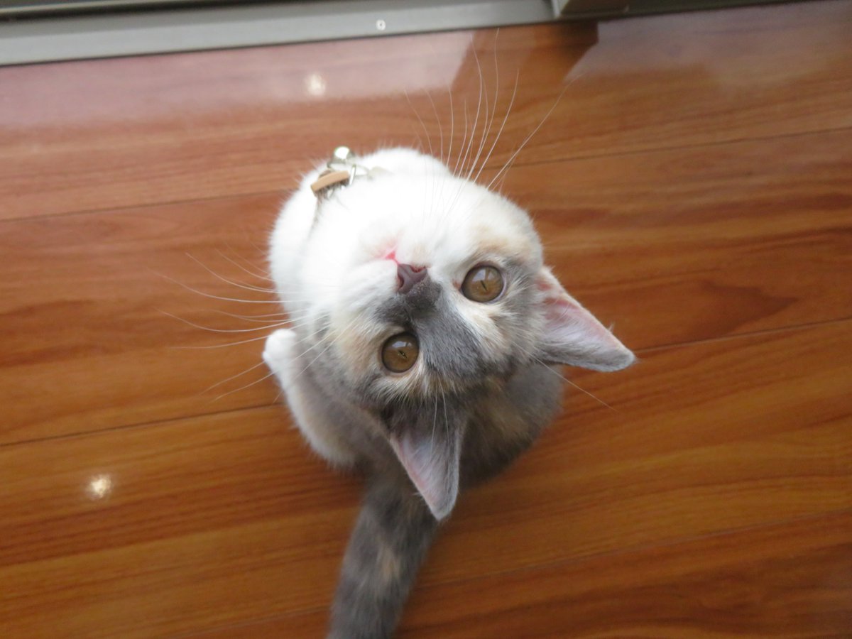 赤とんぼを眺める
都会暮らしのあんずちゃん💖