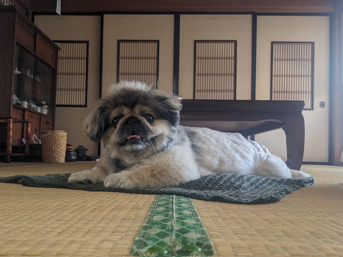 お盆期間で完全に実家に馴染んでしまったたまご