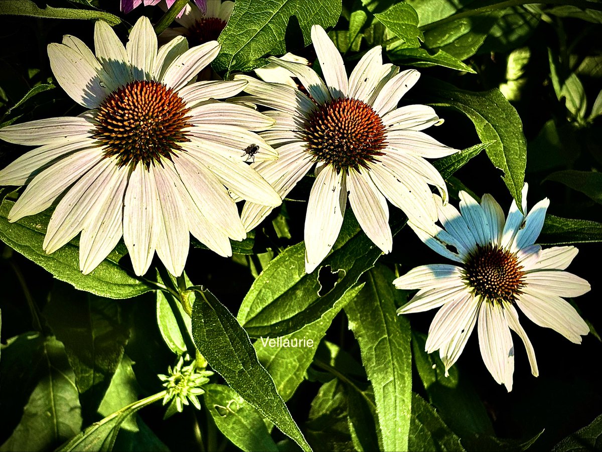VijayEllaurie's tweet image. Good Night🕊️ #MyGarden #nature  #echinacea #herbalplants #medicinalplants #nature #gardening #GardeningX #flowers #flowerphotographyclub