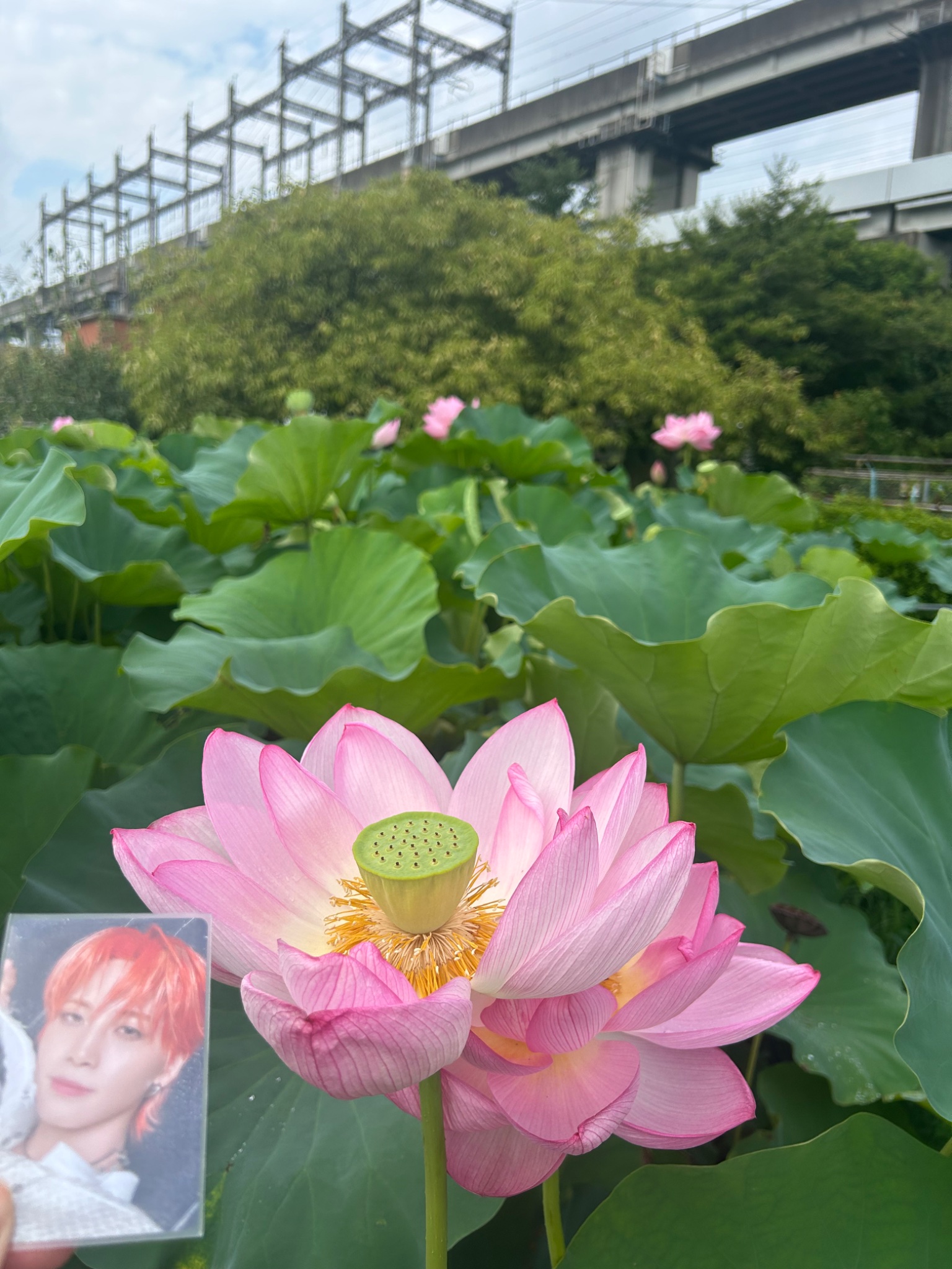 あまとう🌱🎤 on X: 