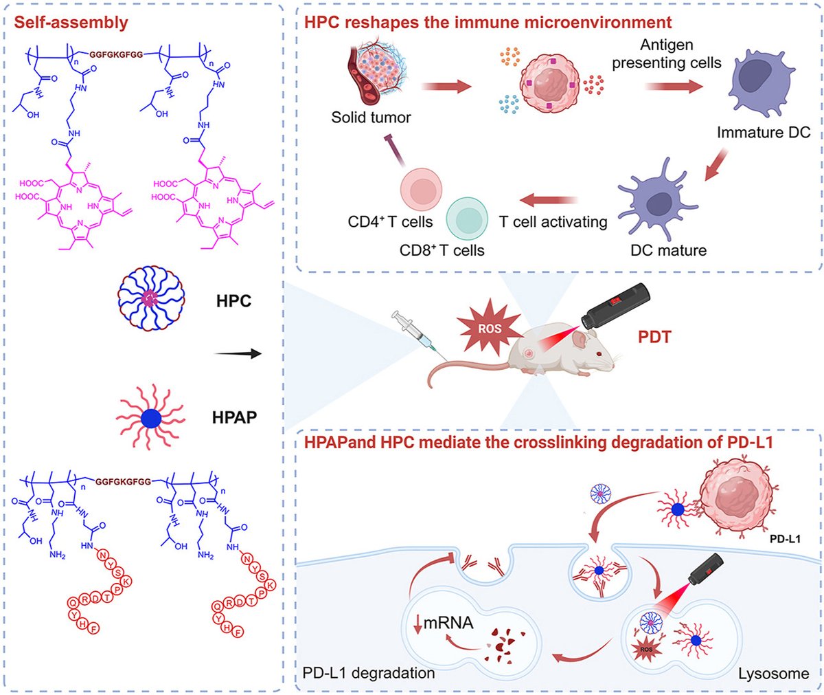 ActaPharmSinB's tweet photo. Article✍️#Polymer-#assisted #PD-#L1 #degradation and targeted #photodynamic therapy #synergize to suppress #immunodeficient #tumors. Dr. Hu @ShanghaiUniversity;
https://t.co/QzwUFlDdMU. https://t.co/UkpKNkJ9W4