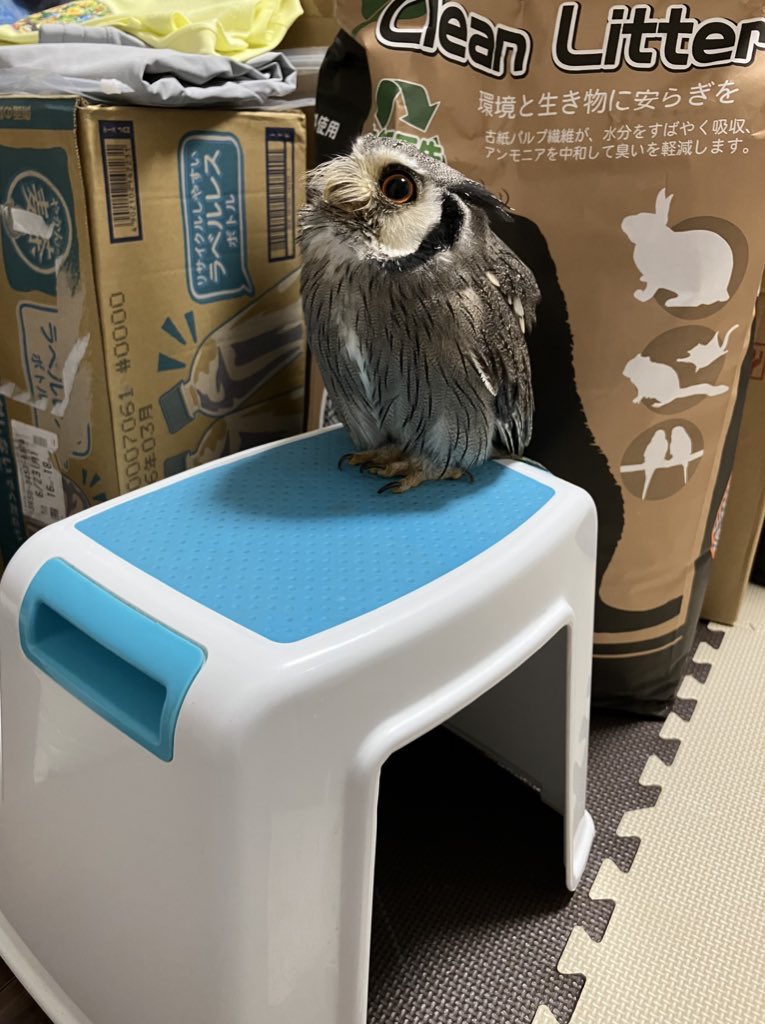 パーチの芝替えが終わるまで、ご自由に探検してくださいな〜