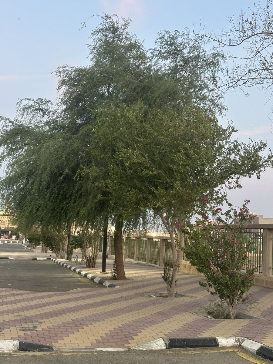 ”الغاف الخليجي 🌿 تحدى حر الصيف في عفيف وأثبت أنه شجرة تتحمل وتعطي ظل جميل 👌
تستاهل تكون شجرة معتمدة في شوارع مدننا 🇸🇦
#التشجير_الحضري #السعودية_الخضراء
<a href="/obidaloni/">عبيد العوني</a> <a href="/sa_tourr/">TOUR</a> <a href="/tmrrah9/">تمرة • tmrrah</a> <a href="/Env_life/">جمعية حياة البيئة</a> <a href="/m_f_7b/">محمد  الحبشان</a> <a href="/DrAlsharif61/">د. سلطان بن منصور الشريف</a> <a href="/saeedalsuhaimi/">سعيد السهيمي</a> <a href="/abdullah91194/">عبدالله البراك ابومحمد</a> <a href="/abomansu/">عبدالله البراك (ابومنصور)</a>