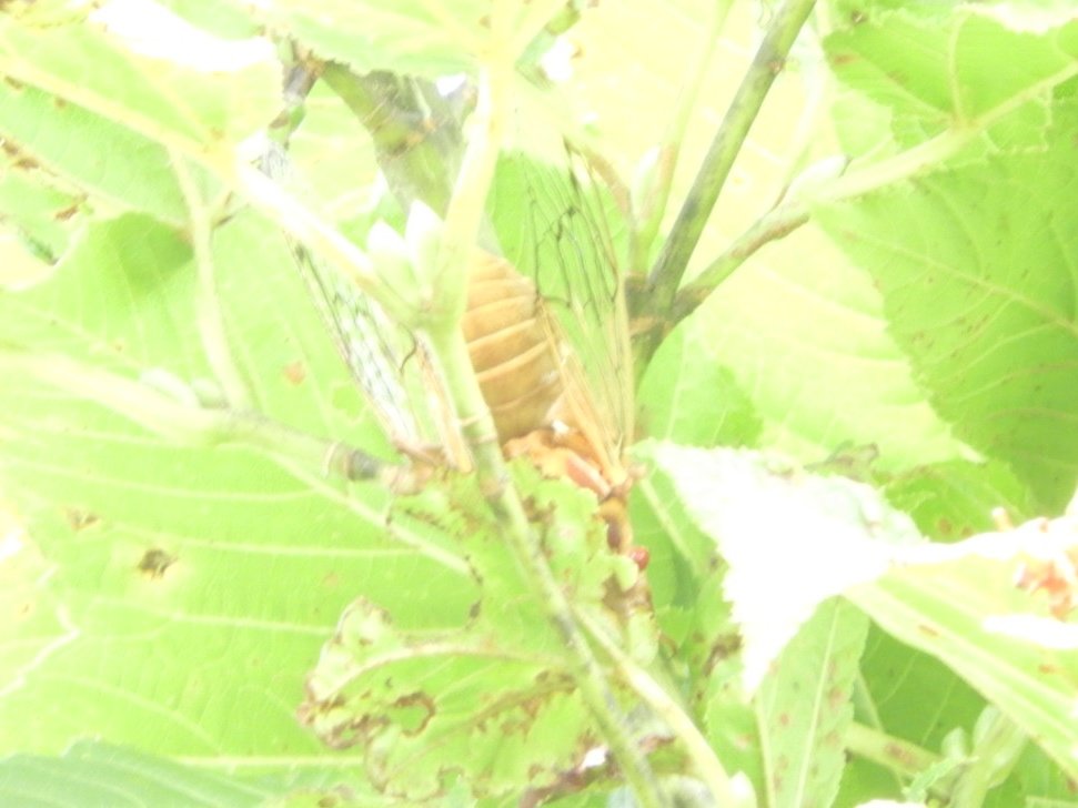 そうだよね。
捕まりたくないから難易度高いところに止まるよね。
（取り逃がした）