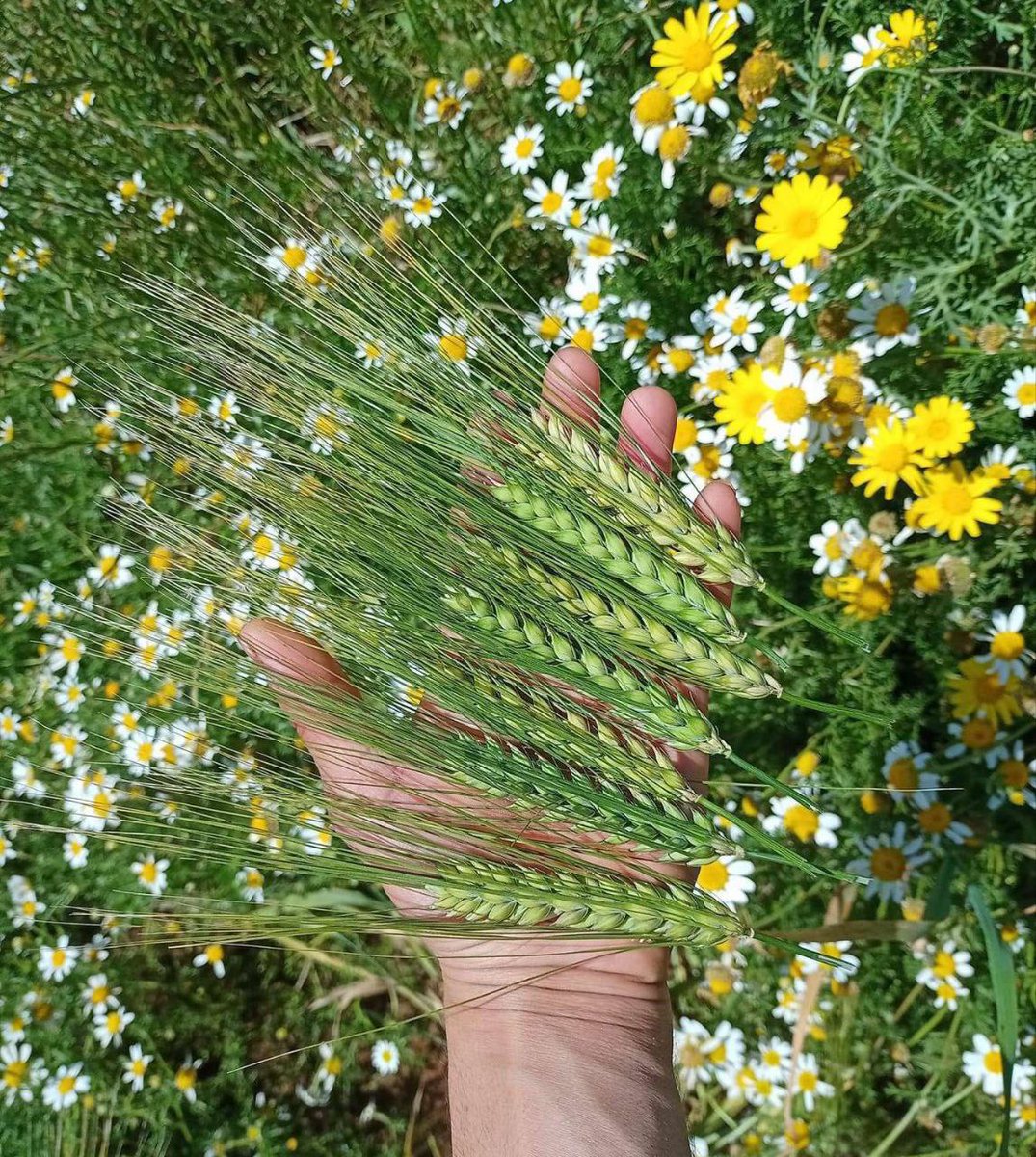 رب_حبة_القمح هو ربك
-اللي اخرج سبع سنابل من حبة قمح 
قادر يخرجك من أعماق ظلمة حياتك 
-و اللي رتب حبات القمح في سنبلة
قادر يرتب كُل فوضى في حياتك
ويلملم شتات روحك و شتاتك