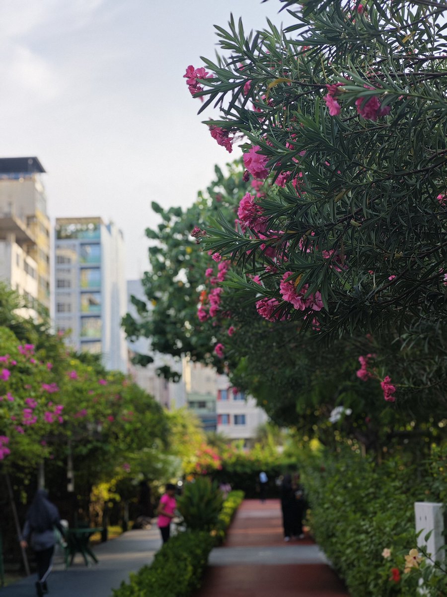 Good morning, Maldives!
Bough on bough, the blossoms bend the branches low.
How I love this vitality, bright and flowing with grace.
When we observe carefully, it turnes out beauty here that extends far beyond the sea.