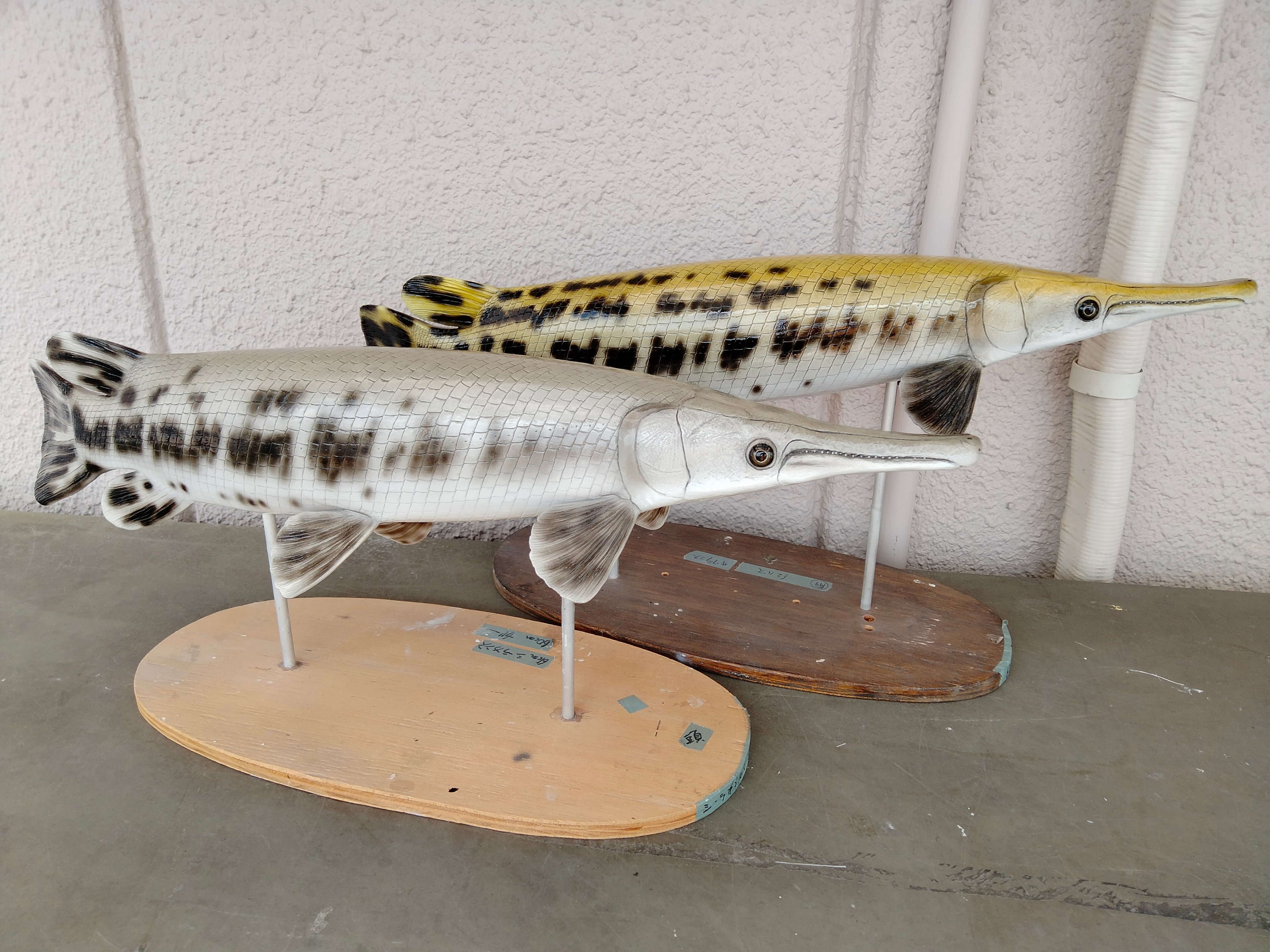 【美品】40cm アロワナ ピンク（樹脂製）fish craft REAL製作 美品】40cm アロワナ ピンク（樹脂製）fish craft REAL製作 美品
