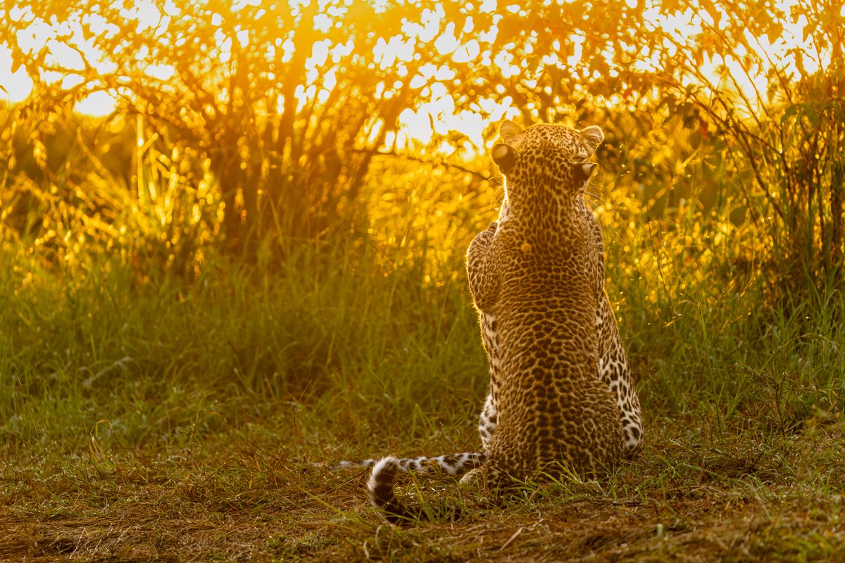 Bathed in Gold!
A young leopard is standing on its hind legs and hugging its mom, facing the warmth of the rising sun. The best part is the way the mother leopard is watching us! 
#Leopard #Love #MaraTrails