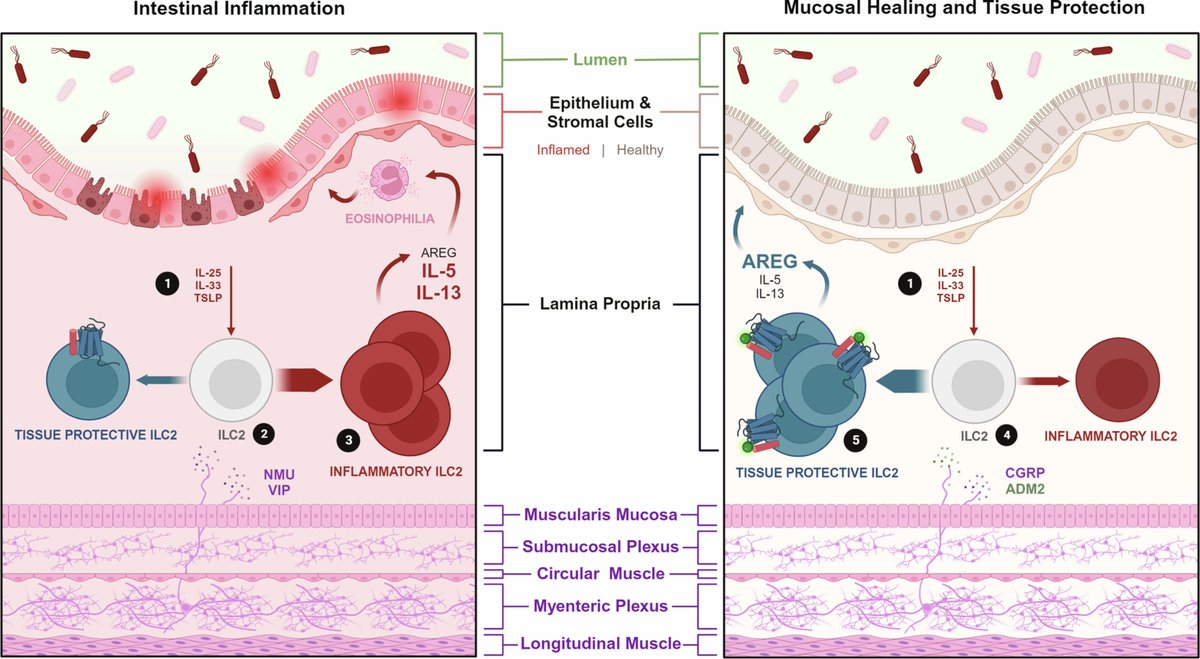 Waggoner Lab (@labwaggoner) on Twitter photo Congrats <a href="/jazibuddin/">Jazib Uddin</a>!
CGRP-related neuropeptide adrenomedullin 2 promotes tissue-protective ILC2 responses and limits intestinal inflammation <a href="/NatImmunol/">Nature Immunology</a>
nature.com/articles/s4159… Congrats <a href="/jazibuddin/">Jazib Uddin</a>!
CGRP-related neuropeptide adrenomedullin 2 promotes tissue-protective ILC2 responses and limits intestinal inflammation <a href="/NatImmunol/">Nature Immunology</a>
nature.com/articles/s4159…