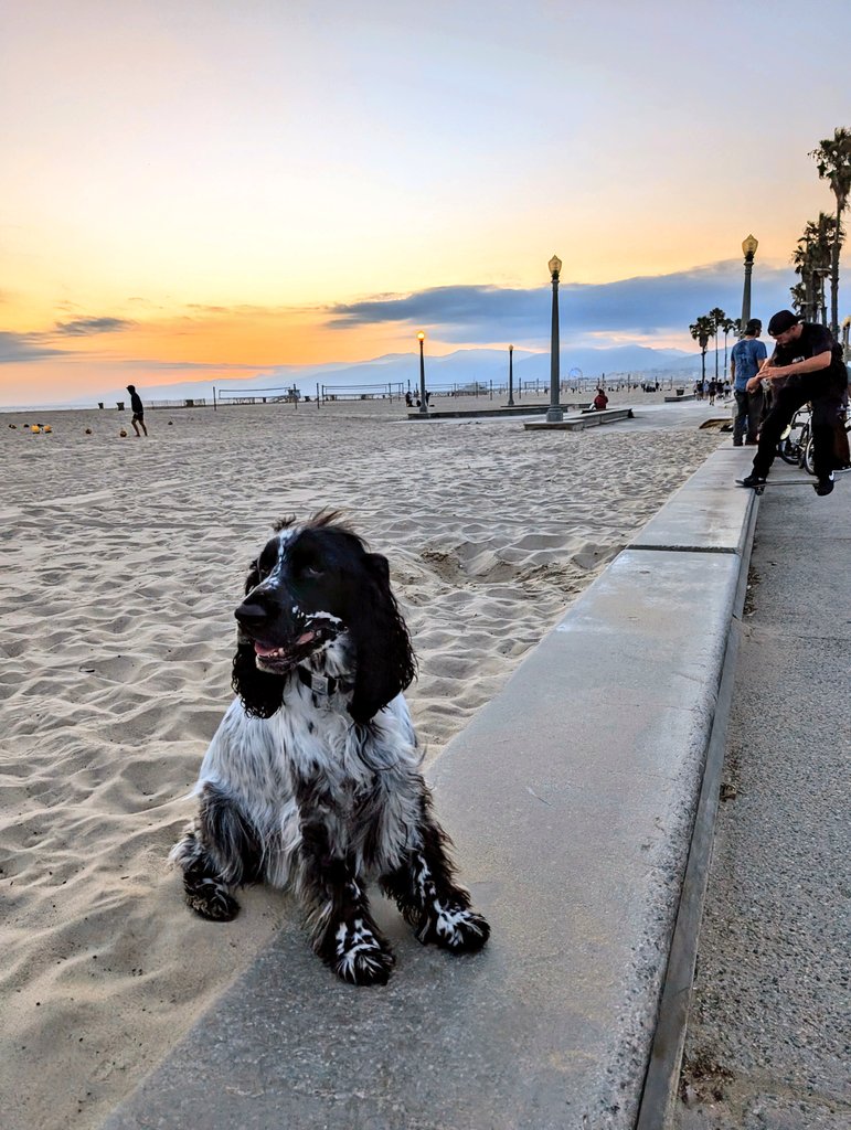 Skaters grind, dogs vibe, #sunset wins. 🌅🐕🛹