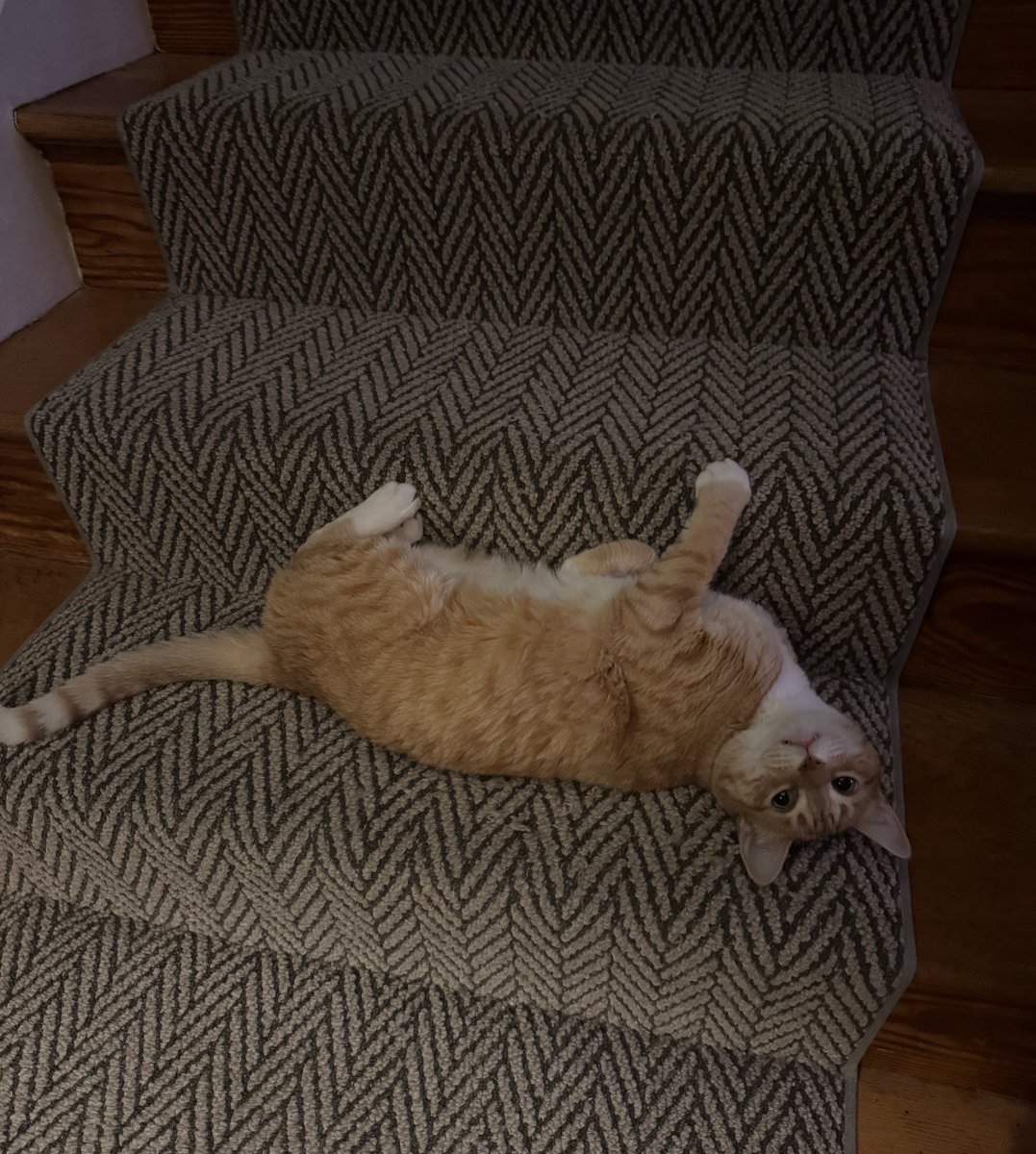 Jorts (and Jean) tweet media