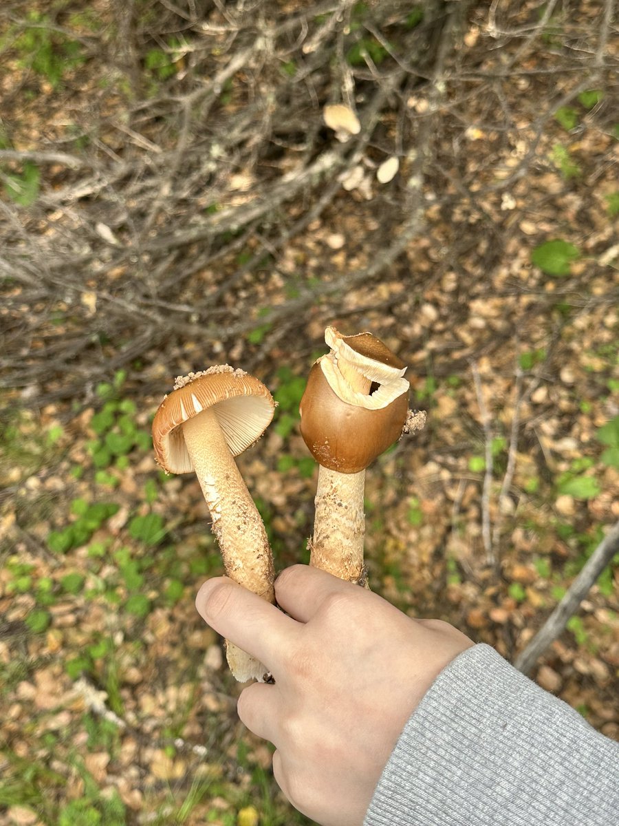 kuzhn7's tweet photo. 蘑菇采蘑菇🍄‍🟫 https://t.co/RBTYernP1I