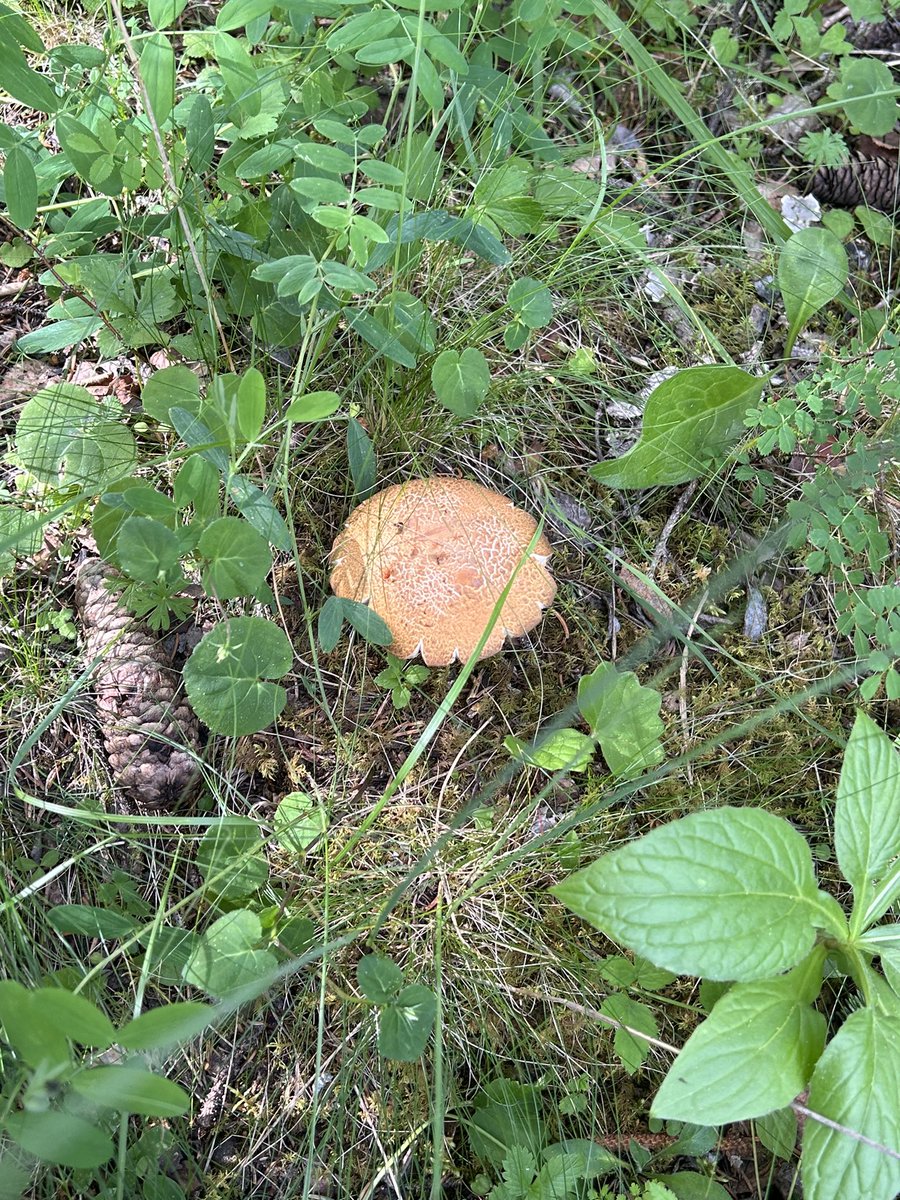 kuzhn7's tweet photo. 蘑菇采蘑菇🍄‍🟫 https://t.co/RBTYernP1I