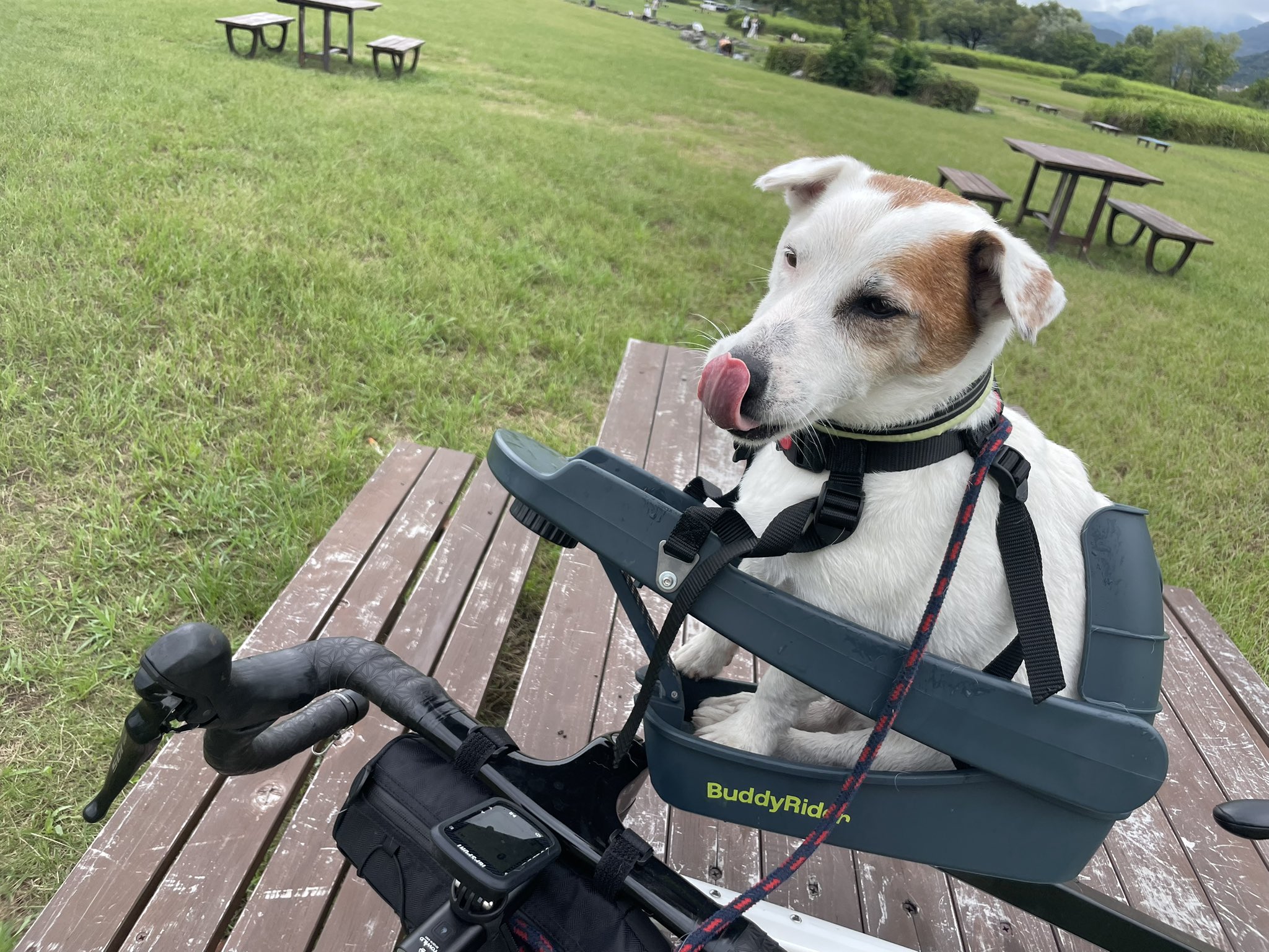 ✨BuddyRider バディライダー　早い者勝ち❗️クロスバイク　e-bike✨ buddyrider - Search / X