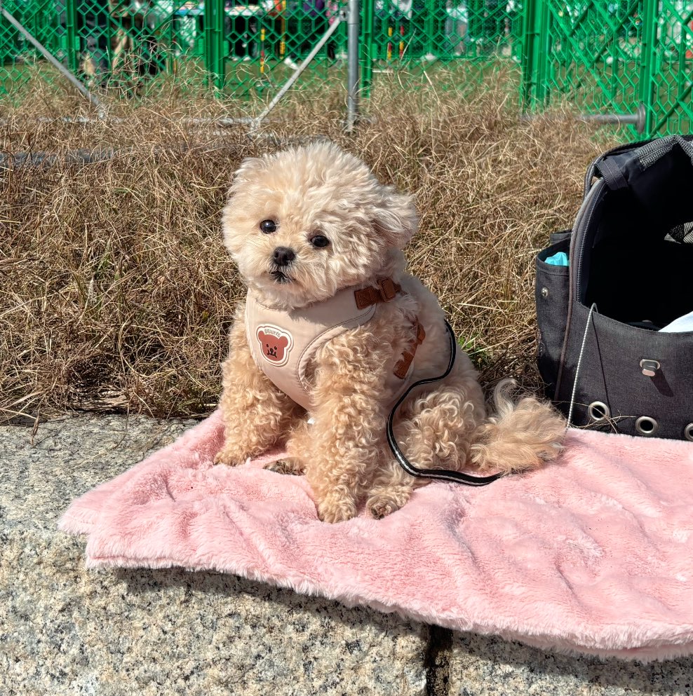 休憩中みんなにぬいぐるみと言われる🧸

#ポメプー