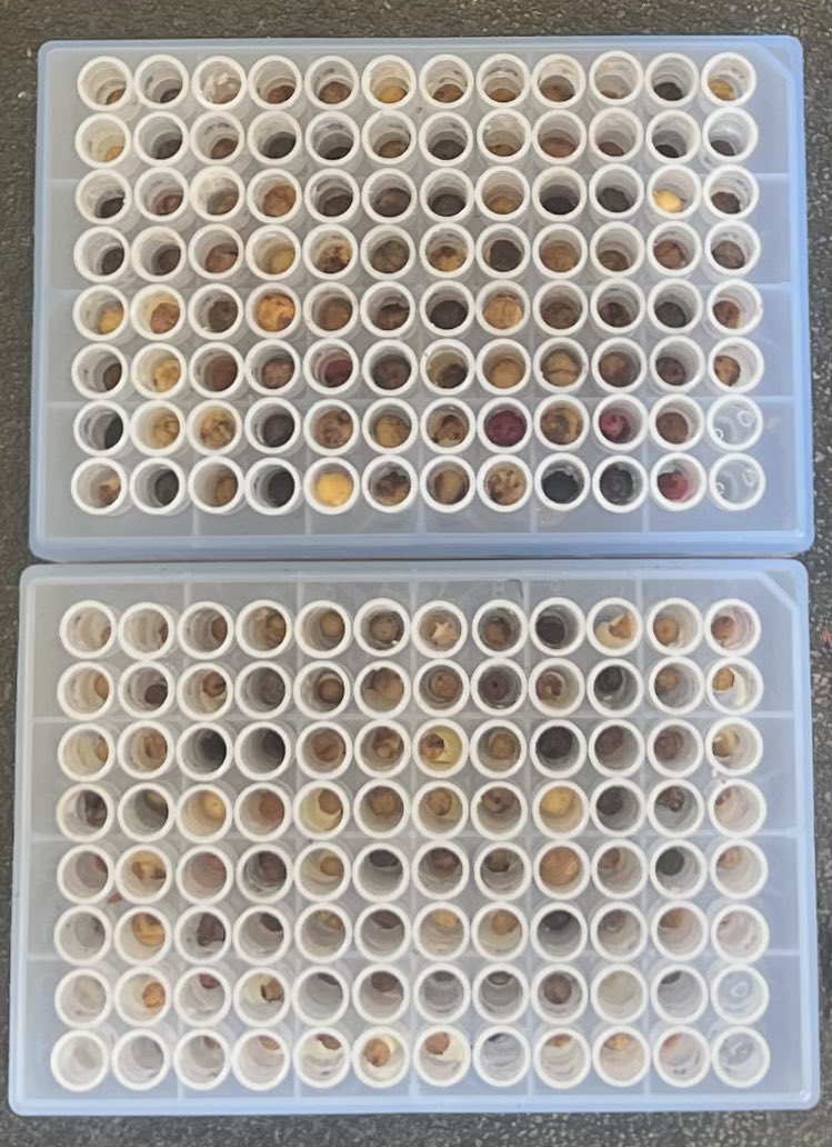 Genotyping-by-mail 📬